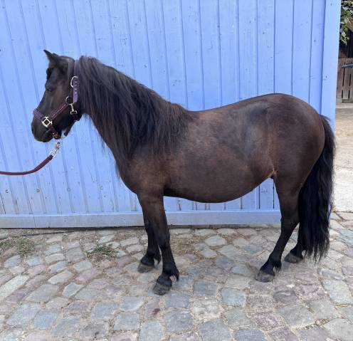 Poney shetland