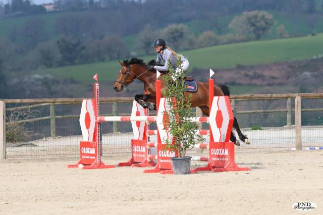 à vendre – poney sport cso - 10 ans