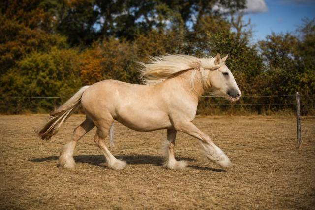 Pouliche palomino drum horse irish x clydesdale 2 ans