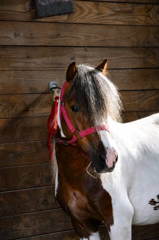 Poney type shetland 