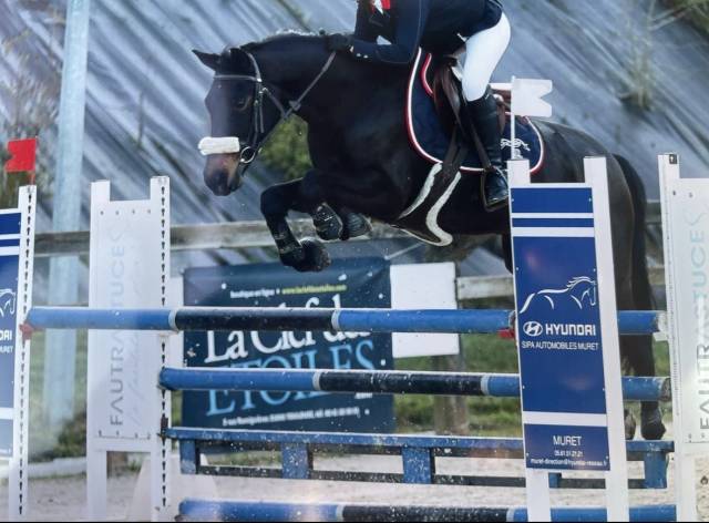 Poney selle français 