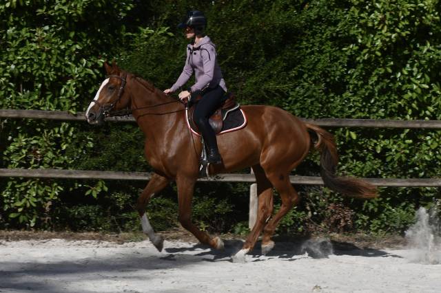 Jument 3 ans selle français 