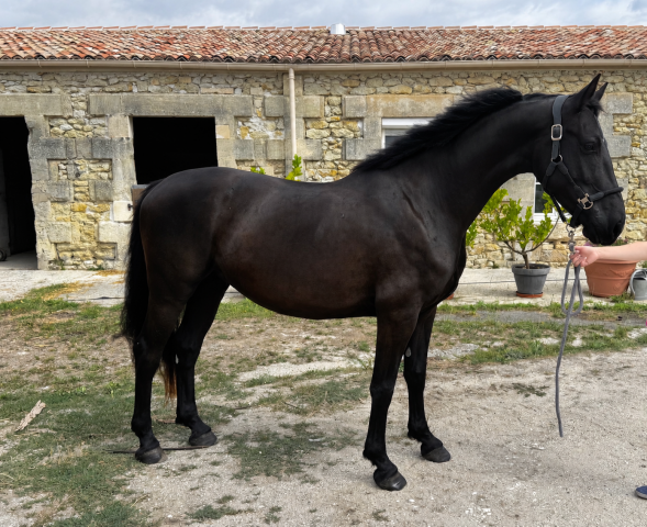 à vendre – noire désir htb
