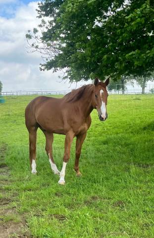 Cheval hongre selle français