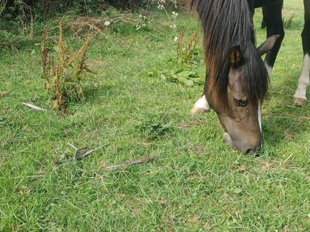 Poney pfs c 2 ans