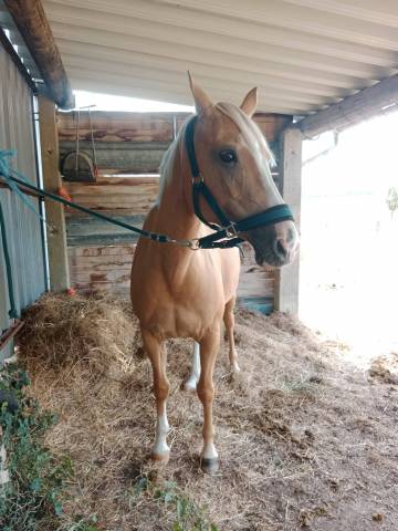 à vendre – fidji de la lauze - très jolie jument