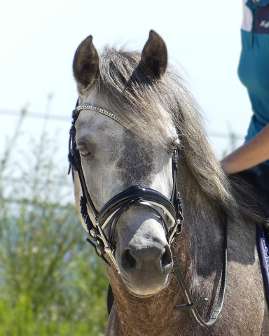 Poney de sport Ă prendre en demi-pension