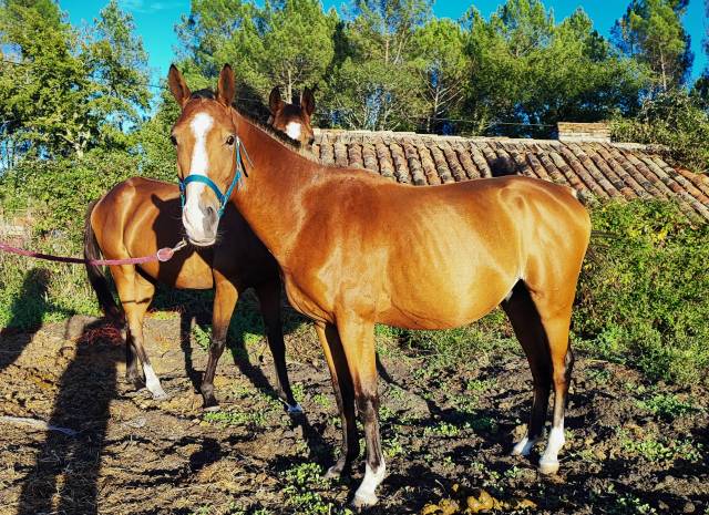 Poney entier 3ans goldwin d'embets x folamour du bois