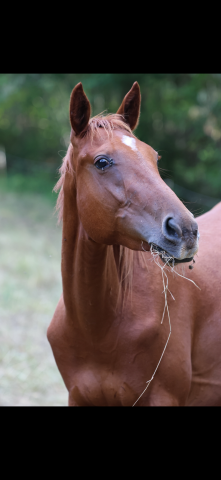 Poulain