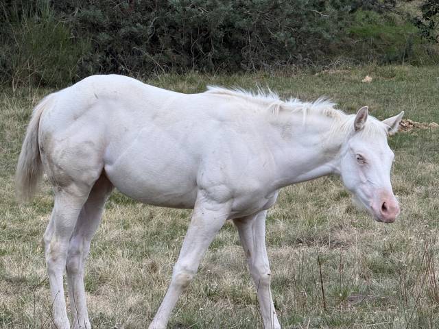 Pouliche paint horse bai homozygote splash et black