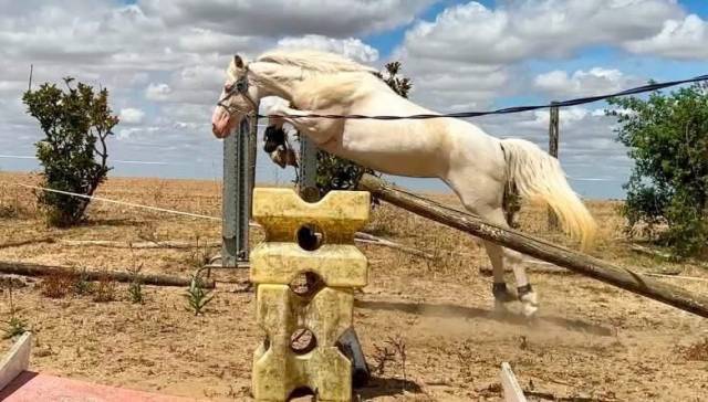 Ponette d connemara 4 ans