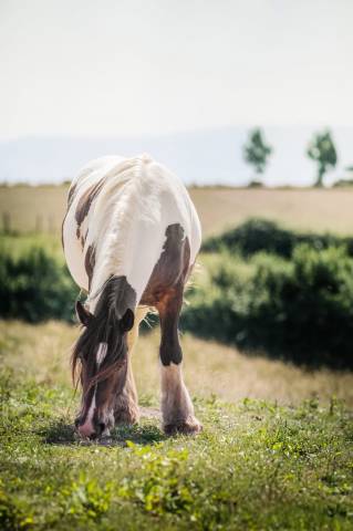 Pouliche irish cob 