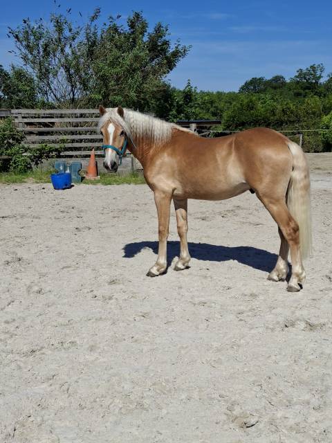 Haflinger pp de 2 ans et demie
