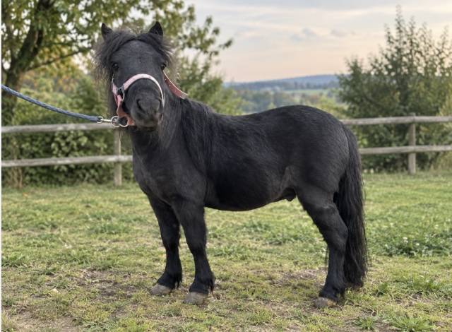 Poney hongre type shetland