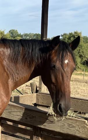 à vendre cheval trotteur