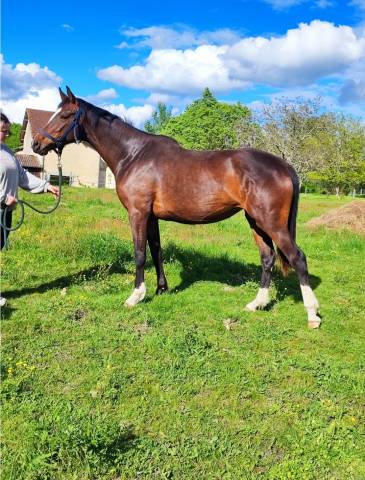 Jument haute lignee dressage 4ans