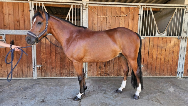 Pfs hongre 9 ans - p elite as2