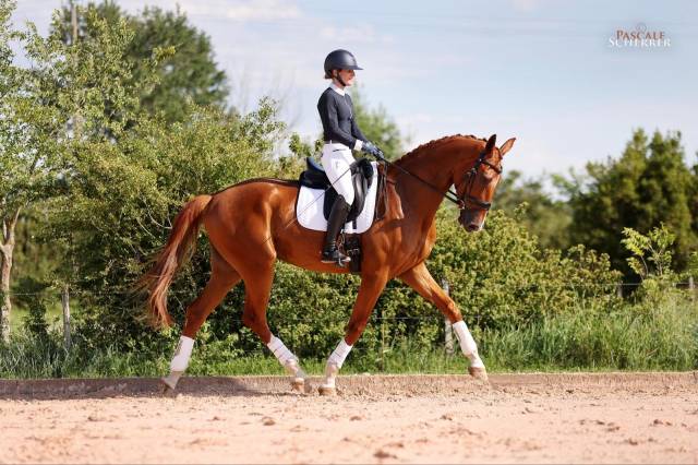 Hongre - hanovrien - 5 ans - dressage - france
