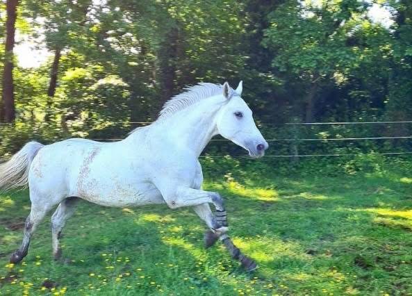 Cheval polyvalent