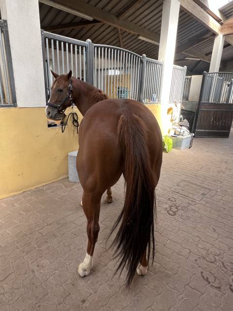 ? à vendre – jument quarter horse 6 ans