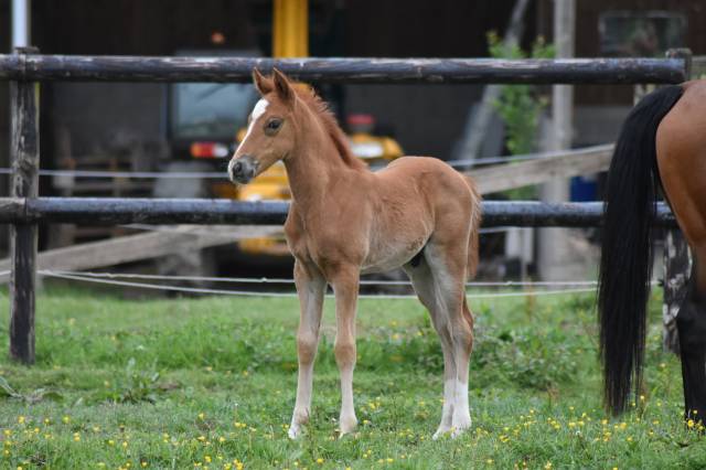 Foal pfs 2026 par gold éternel poune’s