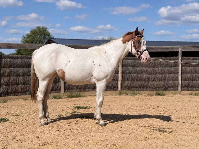 As sweety hot legend - pouliche - paint horse - tovero