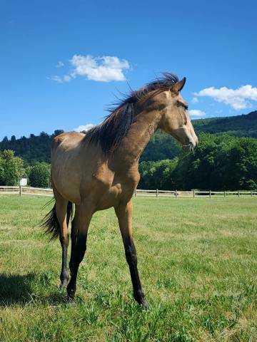 Piana del sol pouliche pre pp 1,5 an isabelle 
