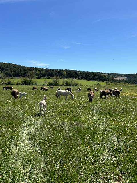 Troupeaux de jument poulinière