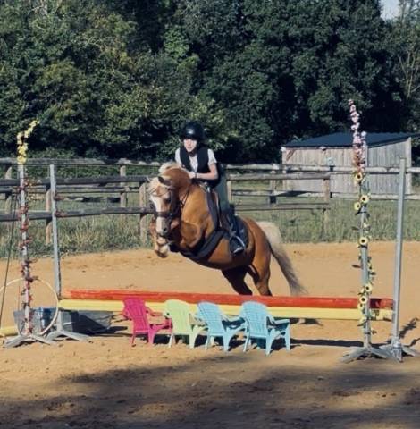 Poney welsh b