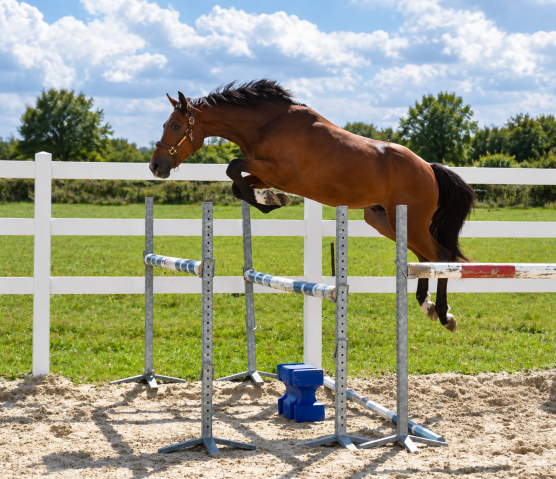 Cheval de sport 