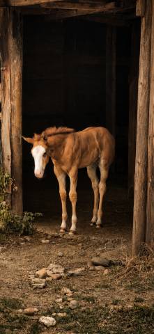 Pouliche paint horse 2026