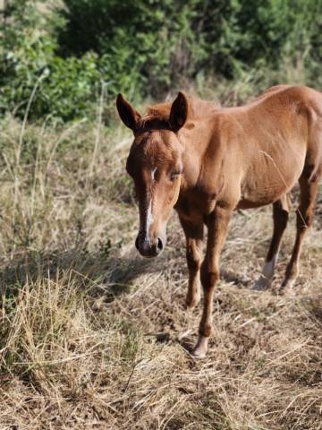 Poulain paint horse 2026