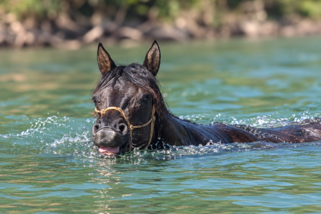 Kala - quarter horse grullo