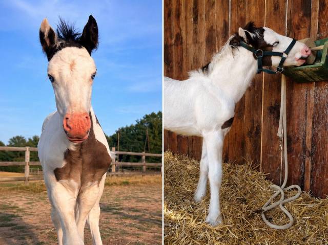 Quasar du mel-2026-poulain male - irish cob
