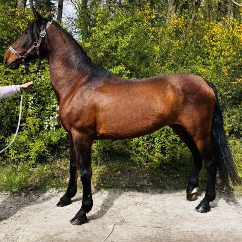 Magnifique jument pre pp 11ans 