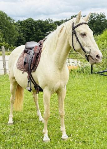 Magnifique jument cruzado 6ans 