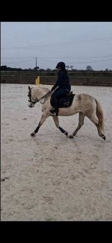 Jument camargue