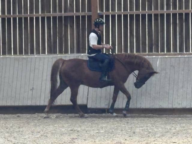 Cheval selle français de 13 ans 