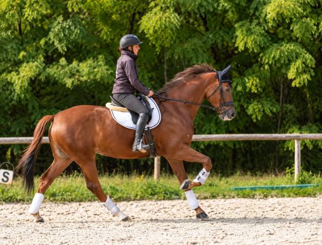 Jument - kwpn - 10 ans - dressage - france