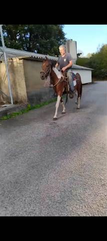 Jument de 3ans 