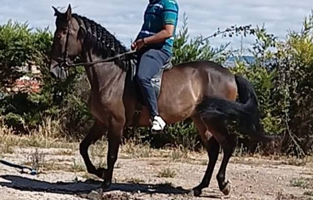 Caballos desde españa.