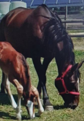 Vends jument poulinière de 8 ans par casall