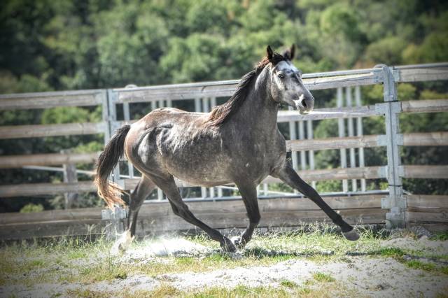 Mâle 3ans 1m51 connemara part bred