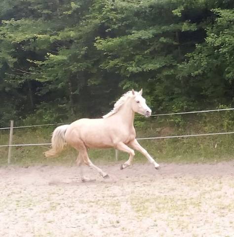 Ponette 4ans welsh pb 1m42 palomino
