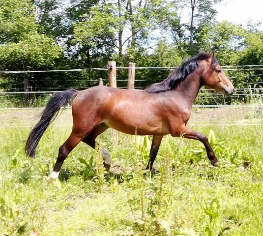 Mâle 2ans wpb sport 1m31