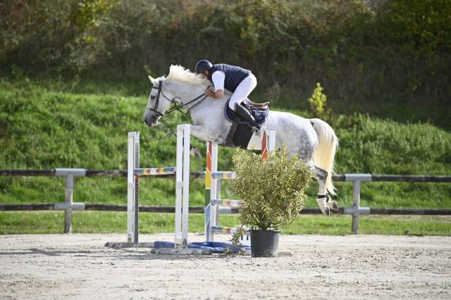 Jument de sport cso