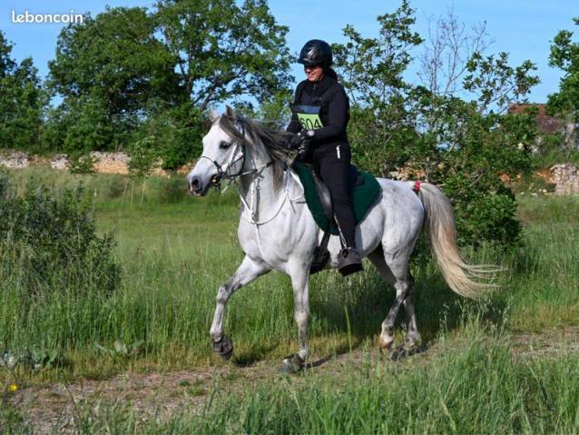 Etalon pur-sang-arabe