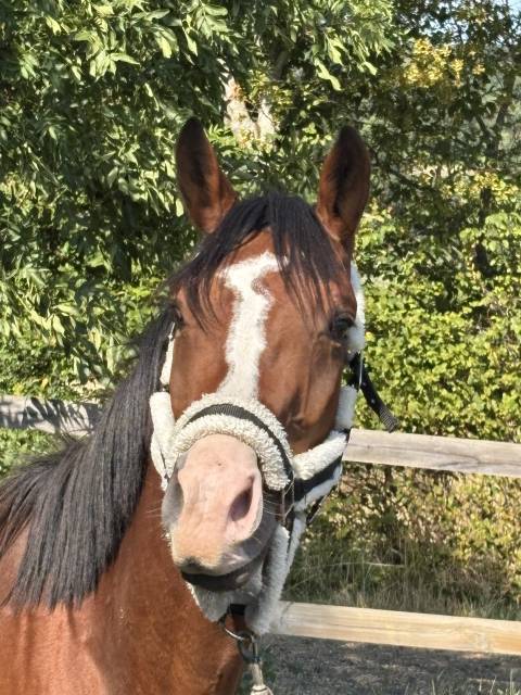 Cheval à vendre