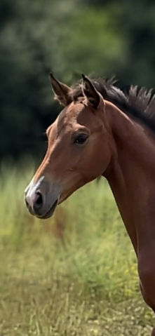 Foal bai male par clarimo