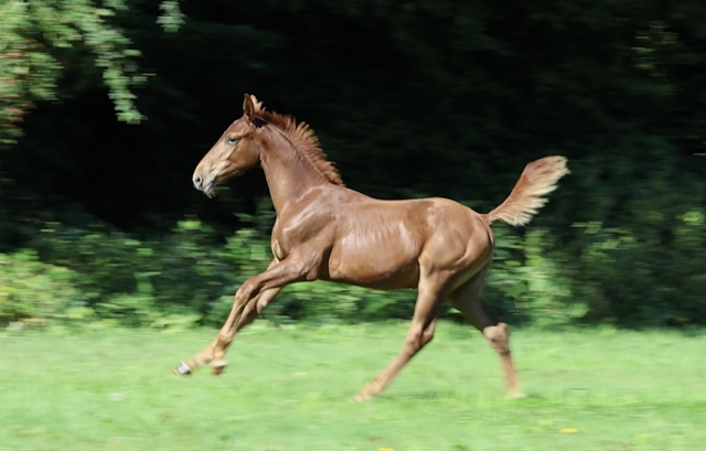 Capistrio – la performance inscrite dans le pedigree